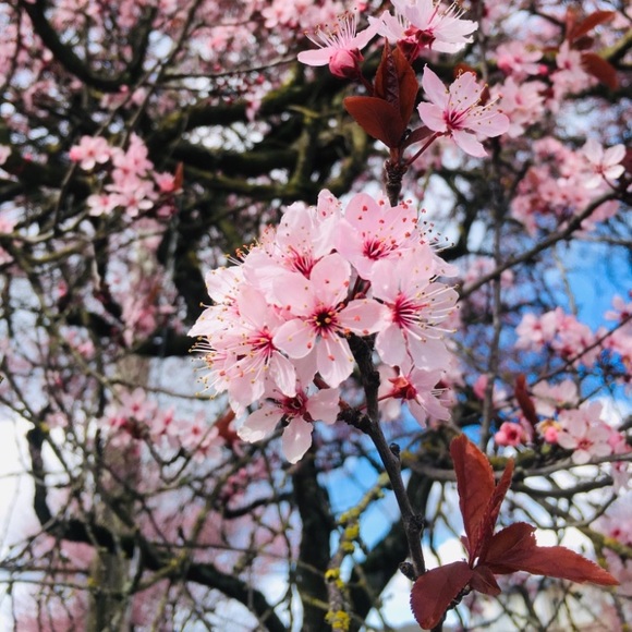 Meet your Posher - Picture 5 of 5